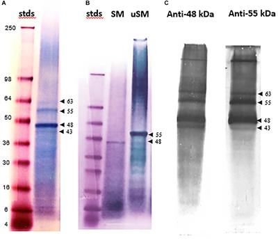 Folian-cv1 Is a Member of a Highly Acidic Phosphoprotein Class Derived From the Foliated Layer of the Eastern Oyster (Crassostrea virginica) Shell and Identified in Hemocytes and Mantle